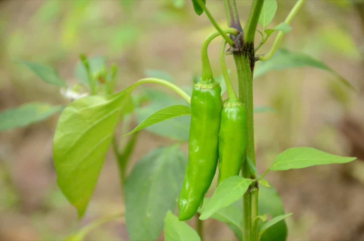 Top 10 Viral Diseases in Chilli