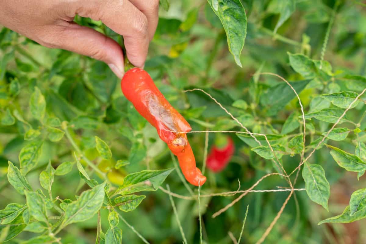 red pepper get sick by late blight
