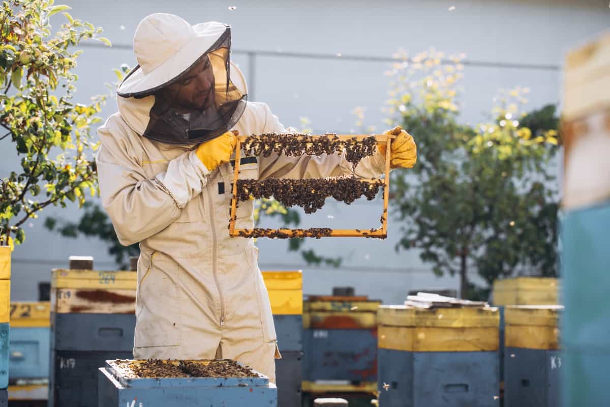 beekeeper holding a wooden frame with queen cells