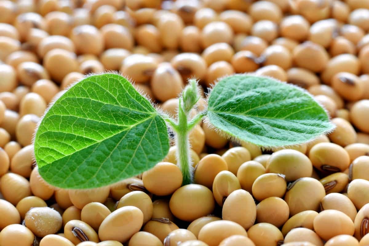 1-Acre Soybean Farming Project Report
