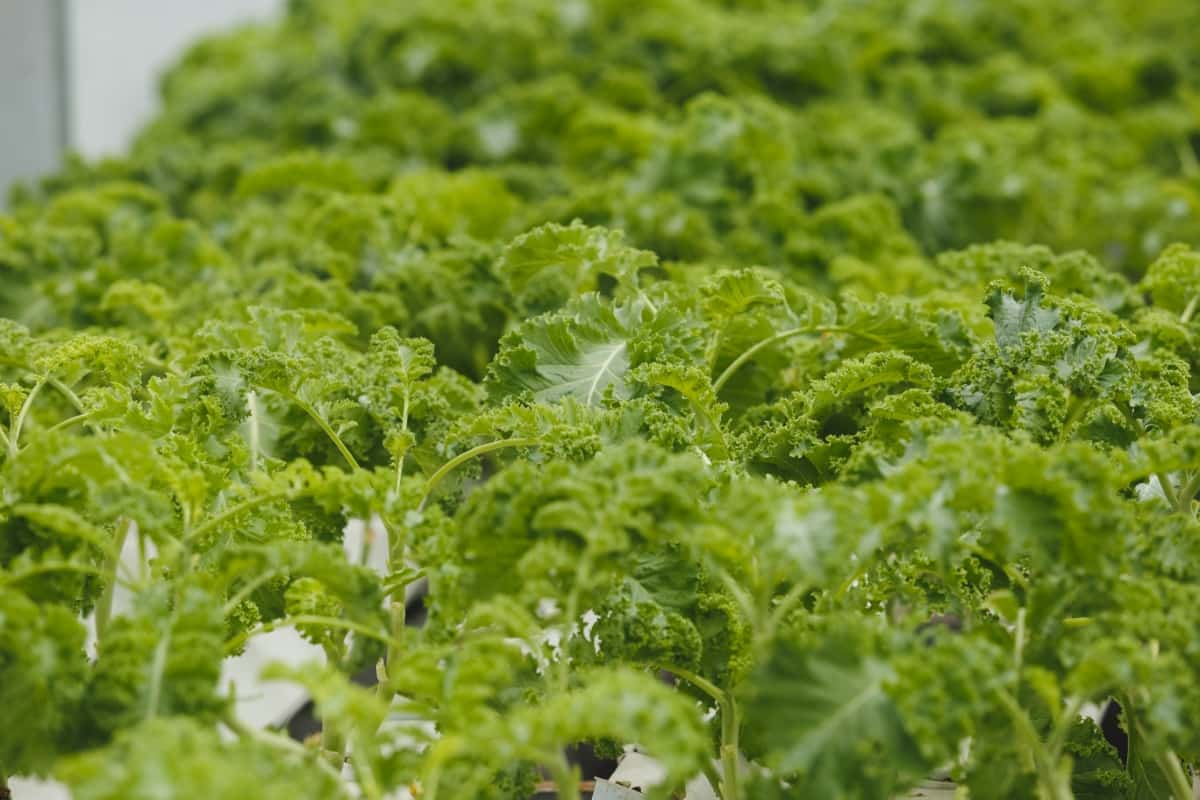 9 Essential Steps to Grow Kale in Aquaponics