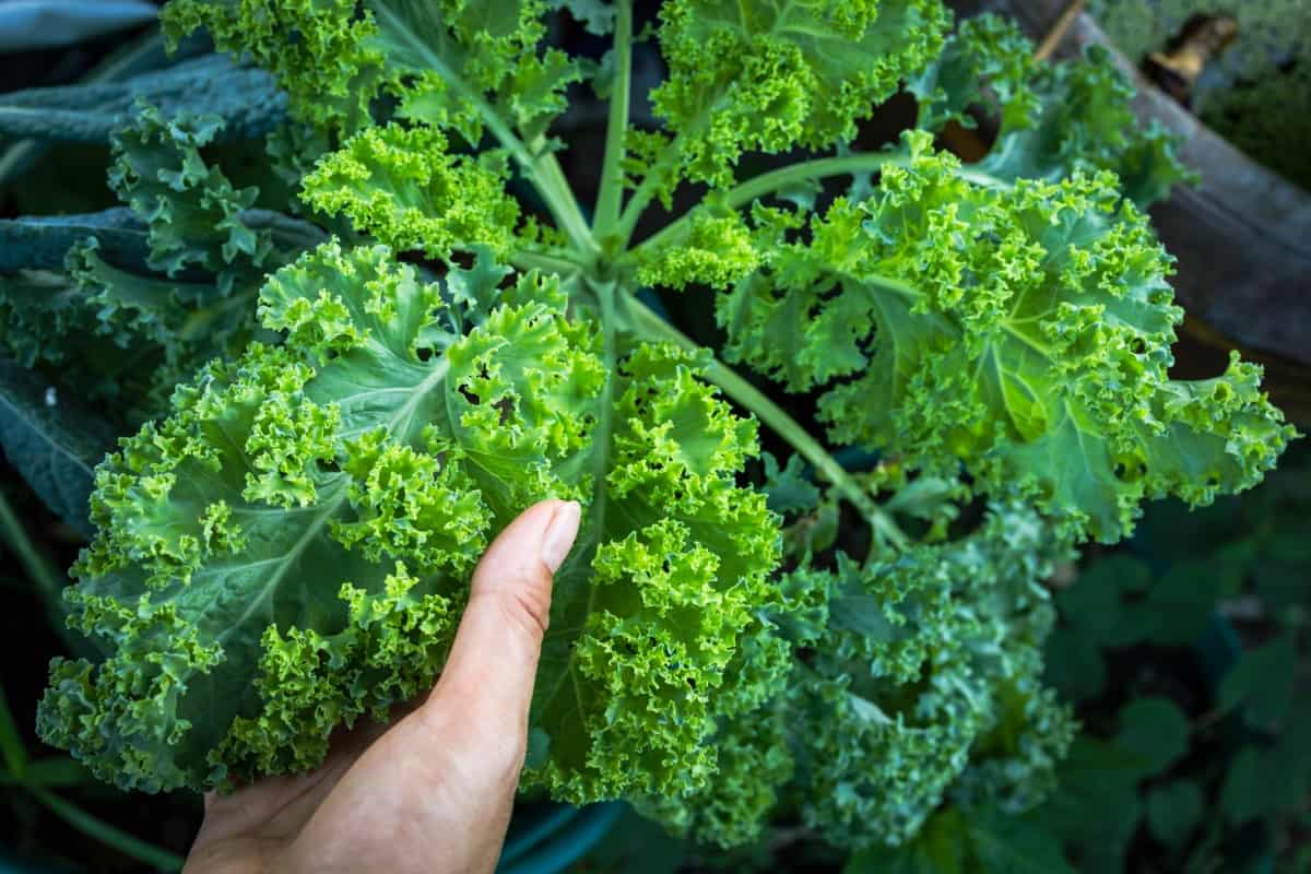 Organic Kale Leaves
