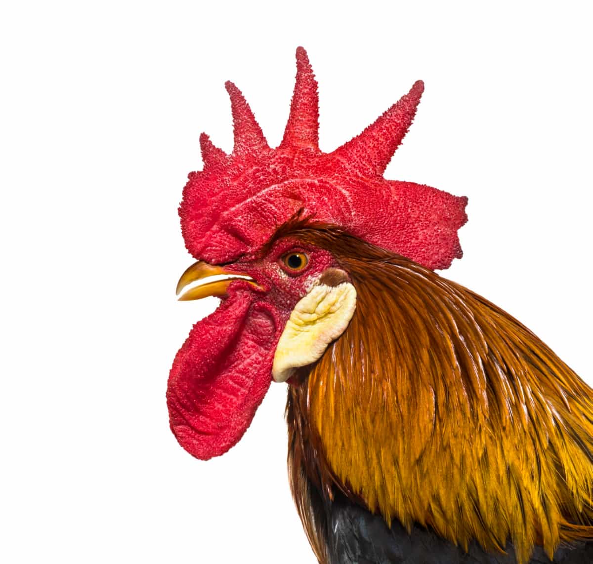 Ayam Bekisar Chicken Breed