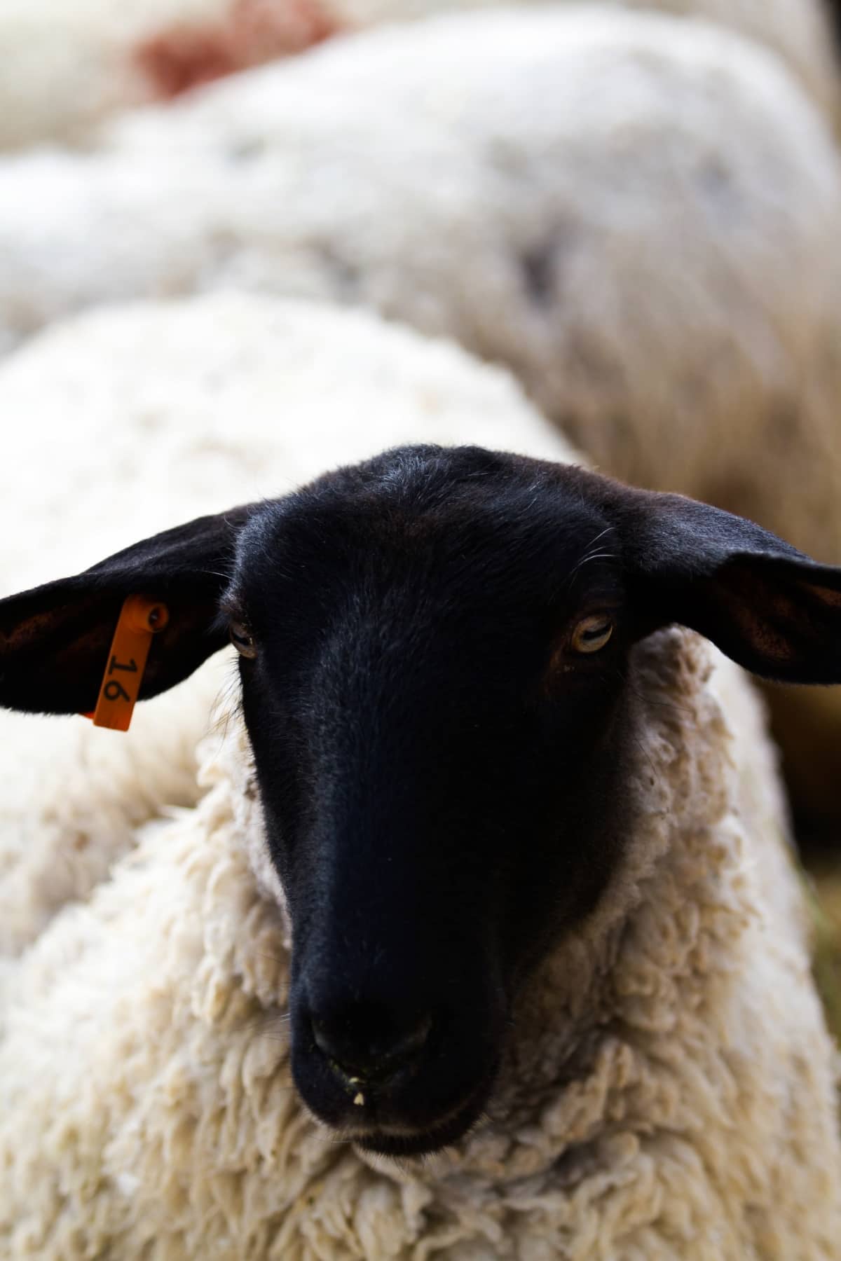 Blackhead Persian Sheep

