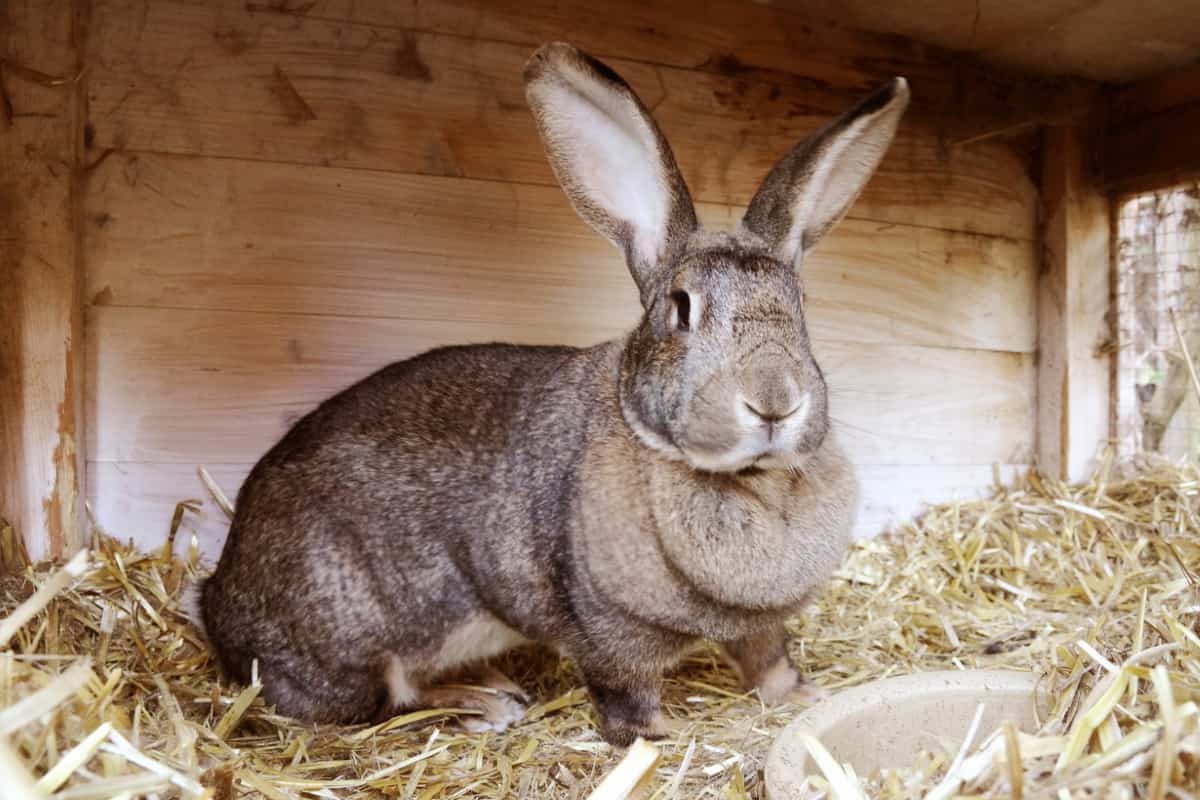 Chinchilla Giganta Rabbit