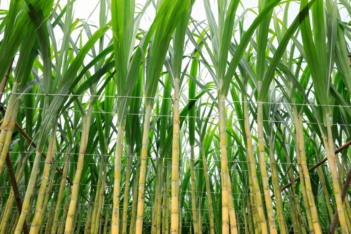 Sugarcane Farm