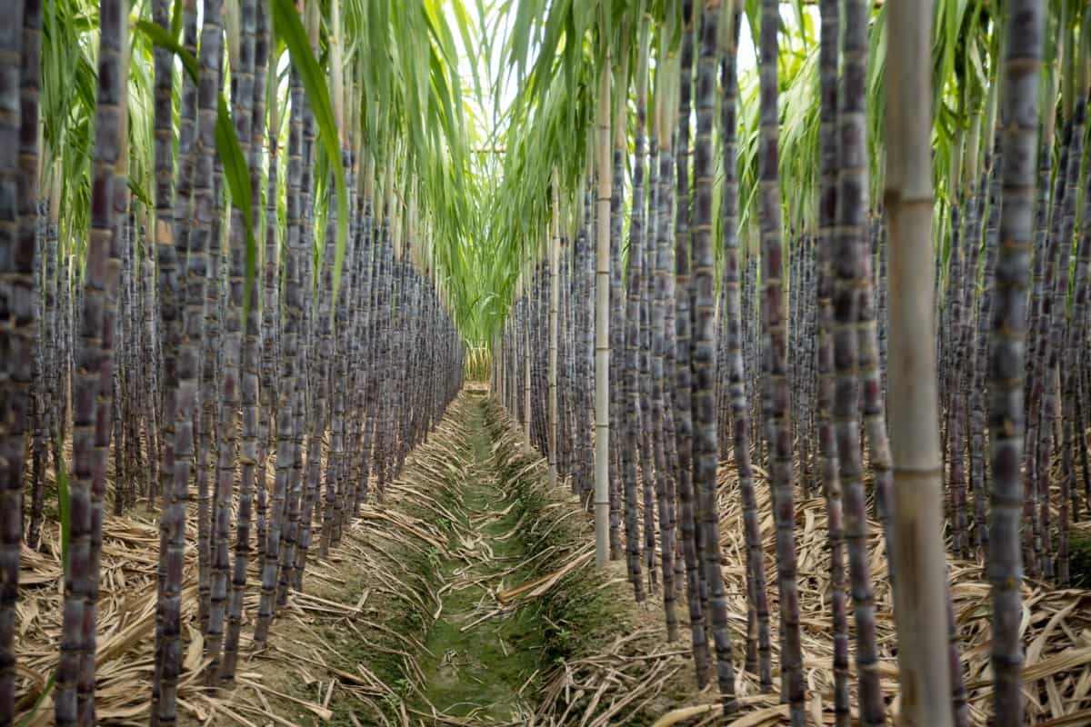 Sugarcane Yield
