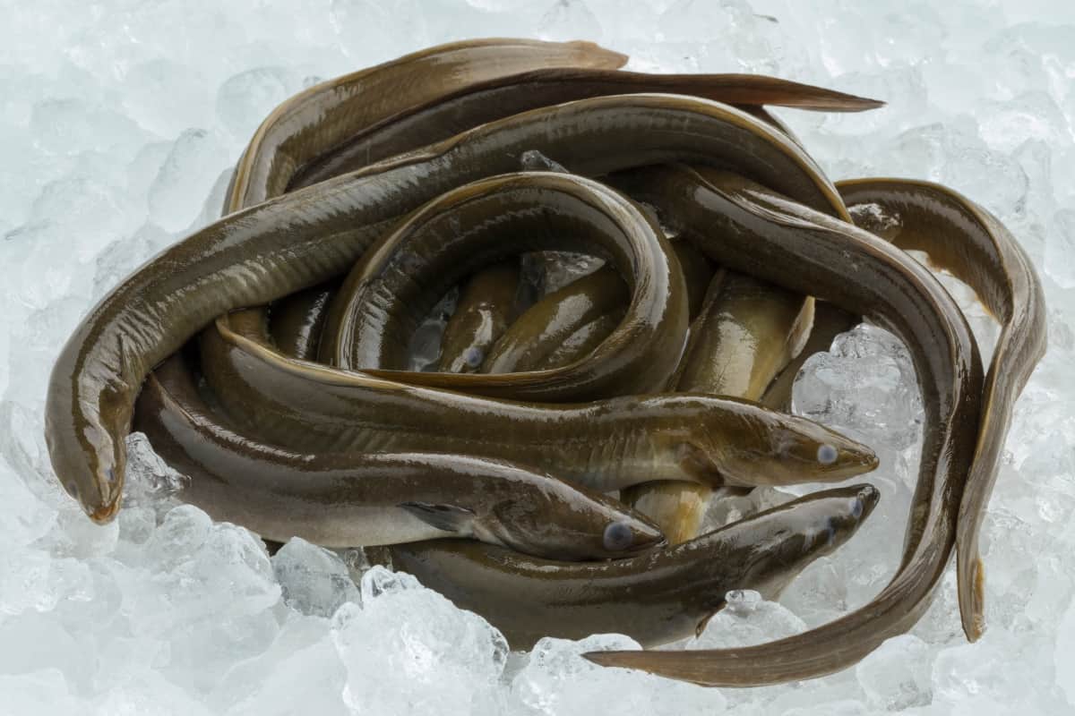 Fresh Raw Eels on Ice