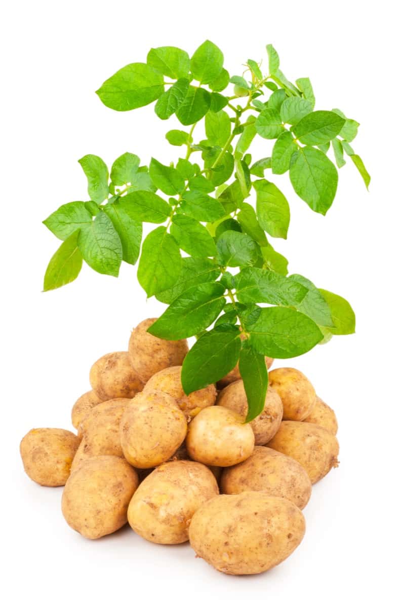 Yellow potatoes with leaves