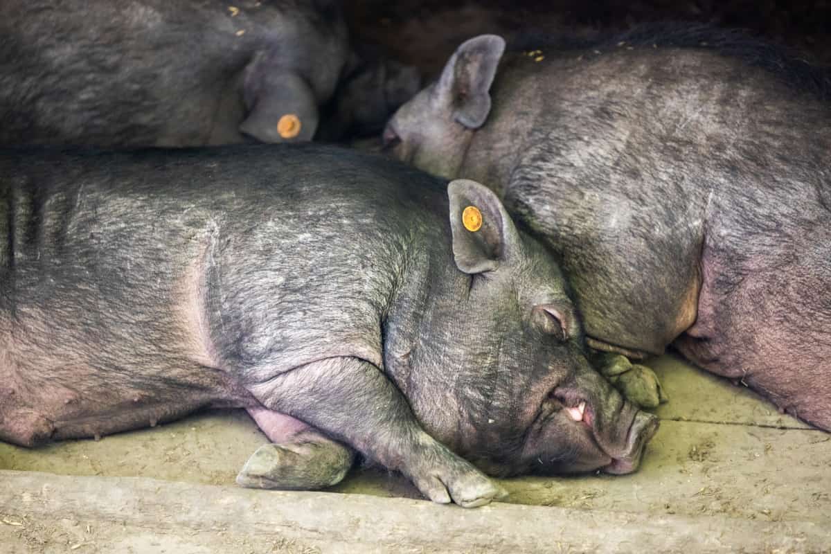 Vietnamese Pigs Sleeping