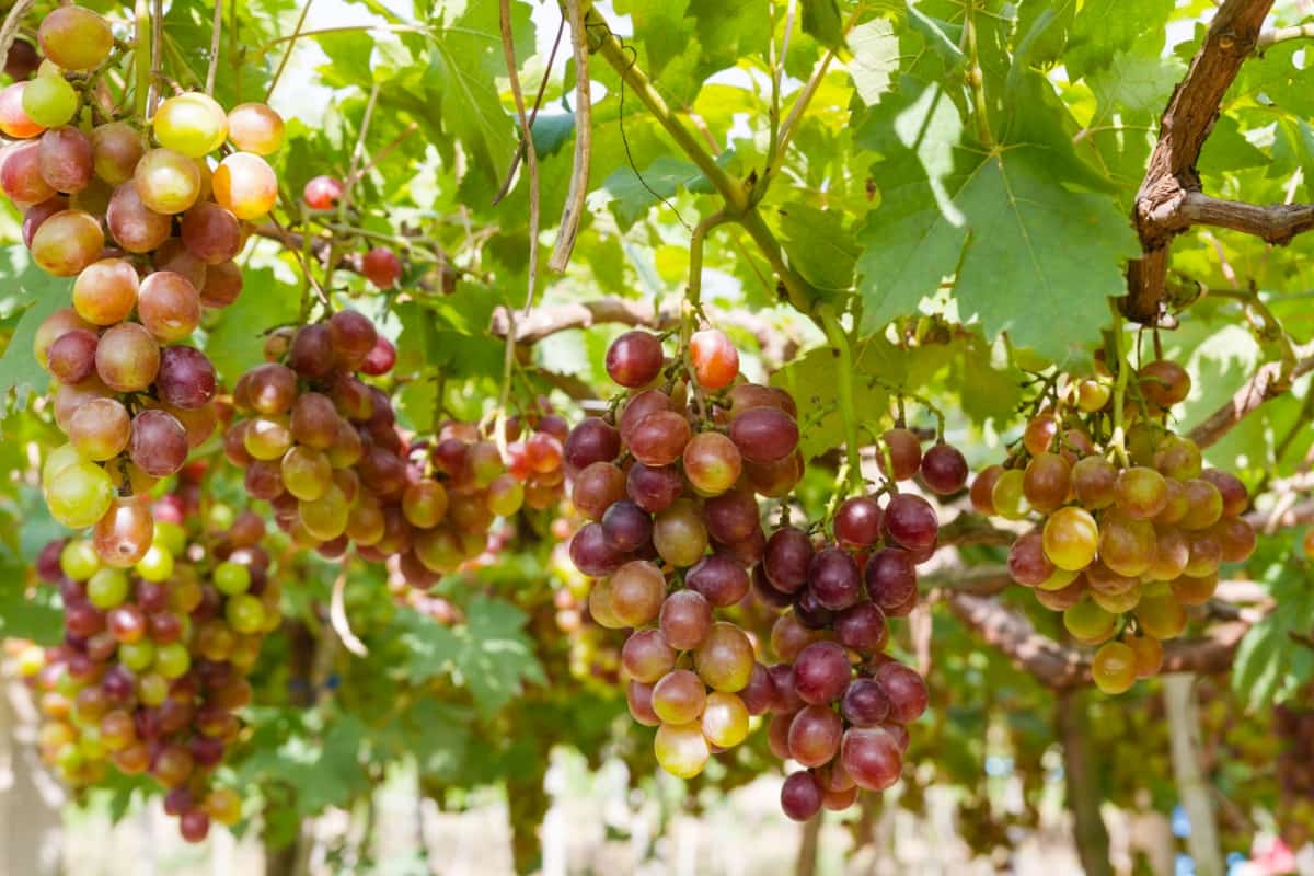 Organic Grape on Vine Branch