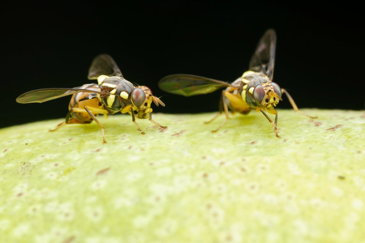 Fruit Fly Management in Mango