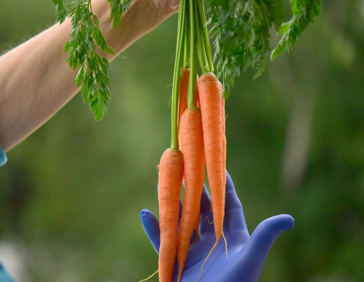 Grow Carrots in Aquaponics