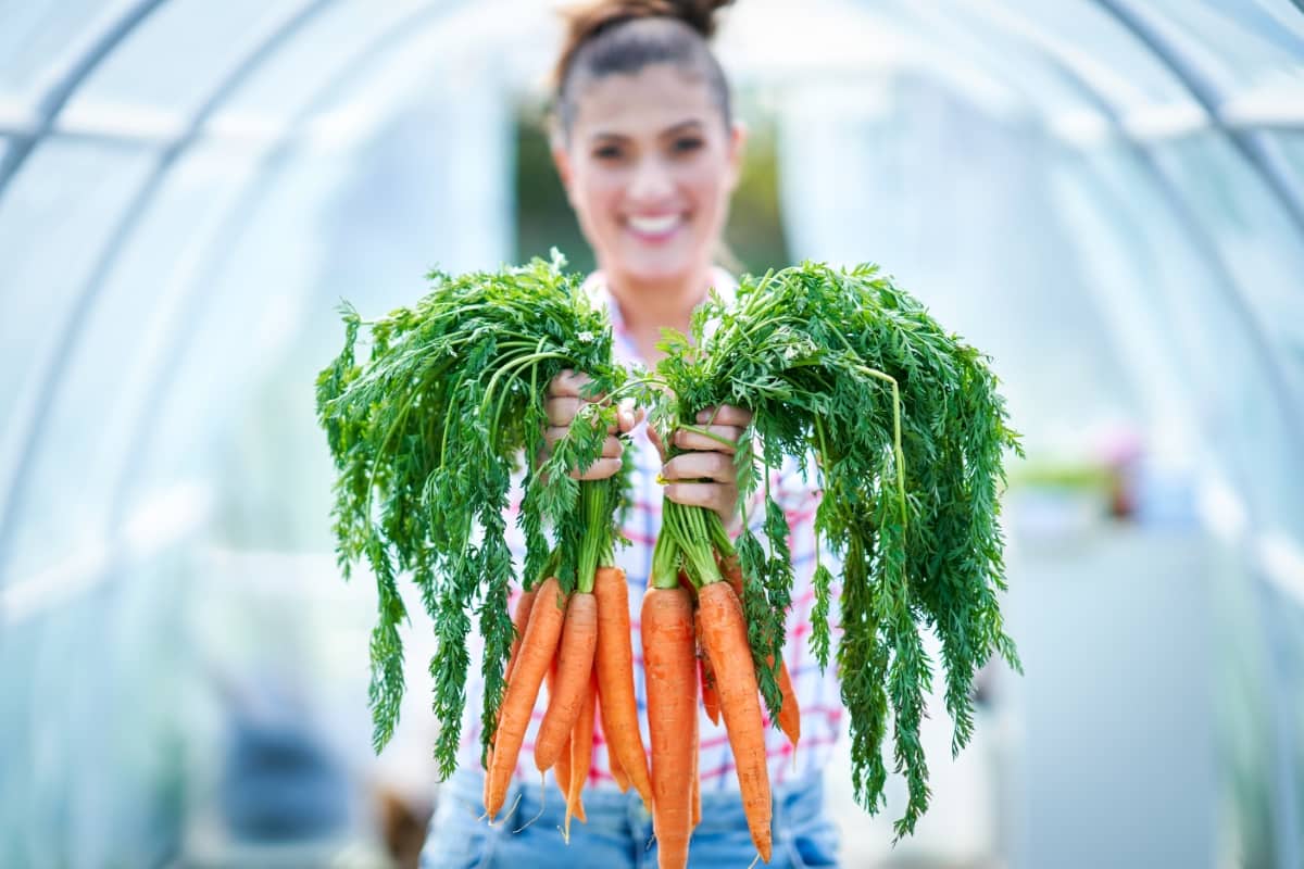 Carrots in Greenhouse