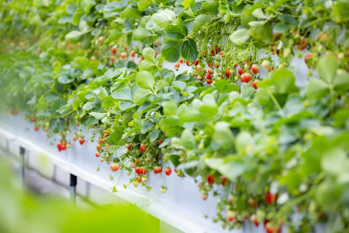 Grow Strawberries in Aquaponics
