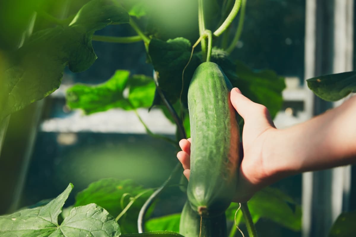 Growing Cucumbers in Aquaponics