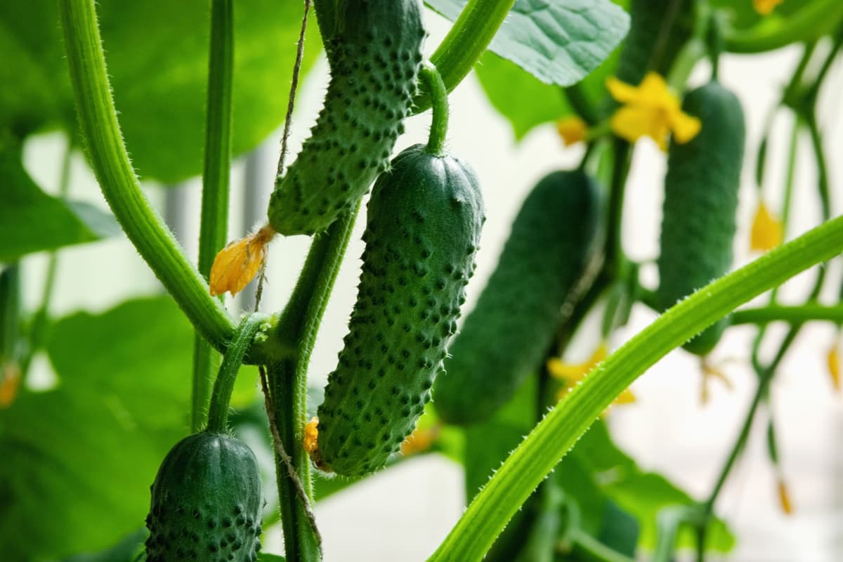 Cucumbers Grown in Greenhouse