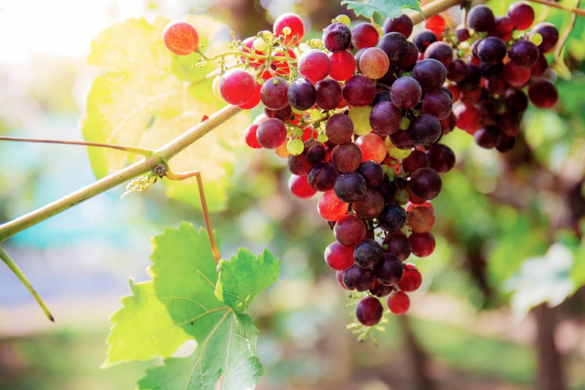 Growing Red Globe Grapes