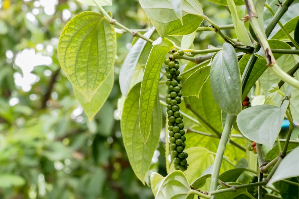 How to Boost Black Pepper Yield