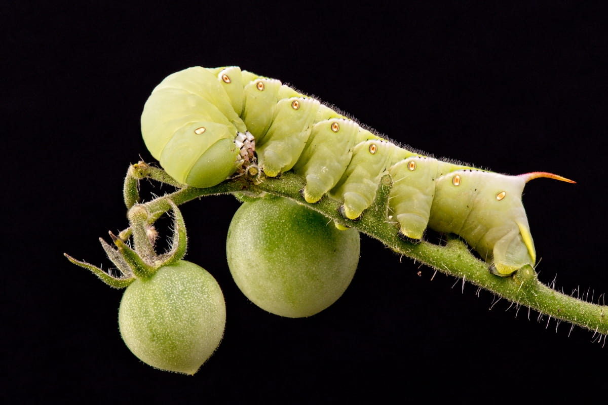How to Control Tomato Hornworms in Home Gardens
