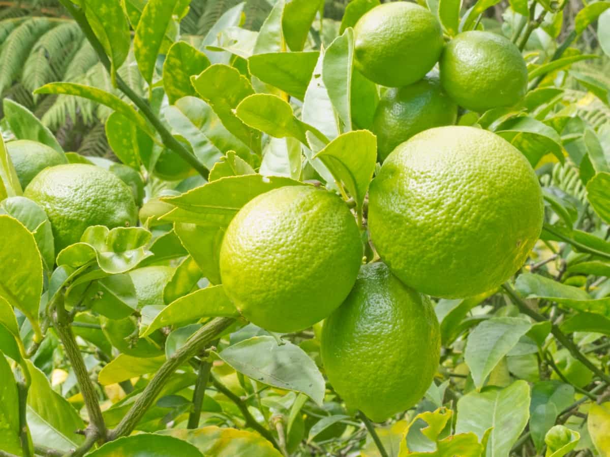 Green Lemon Fruits