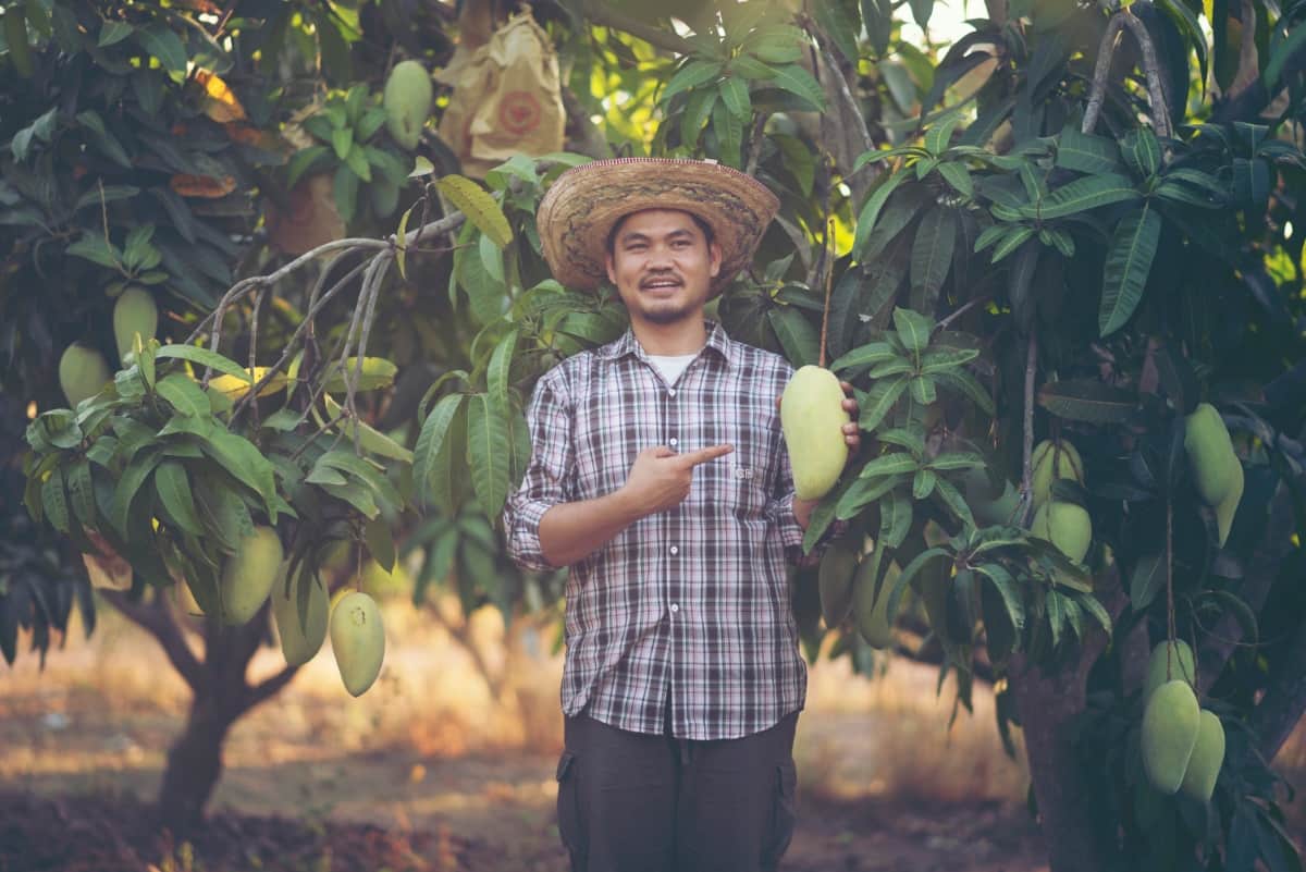 How to Grow Katimon Mango