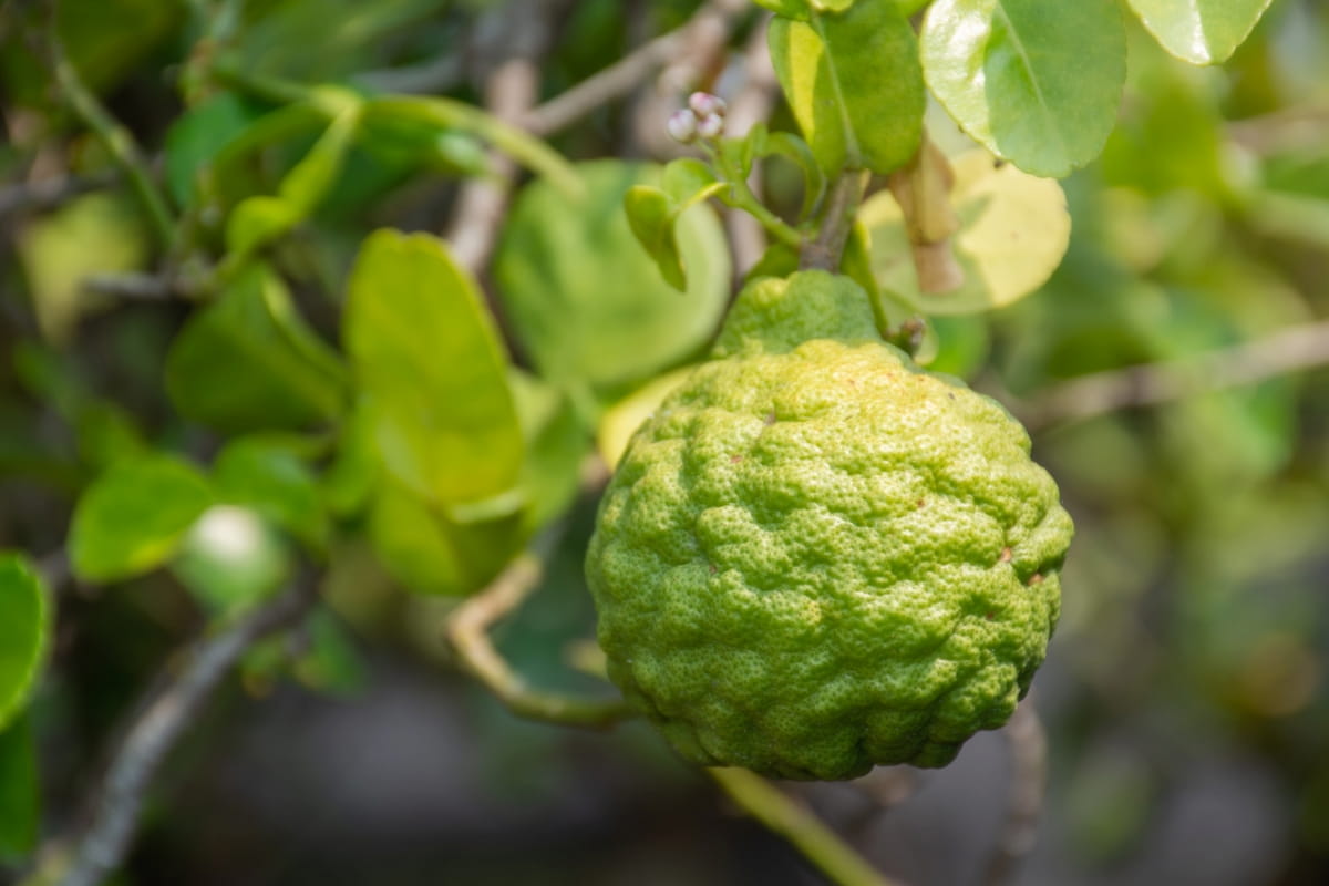 How to Grow Makrut Lime Tree