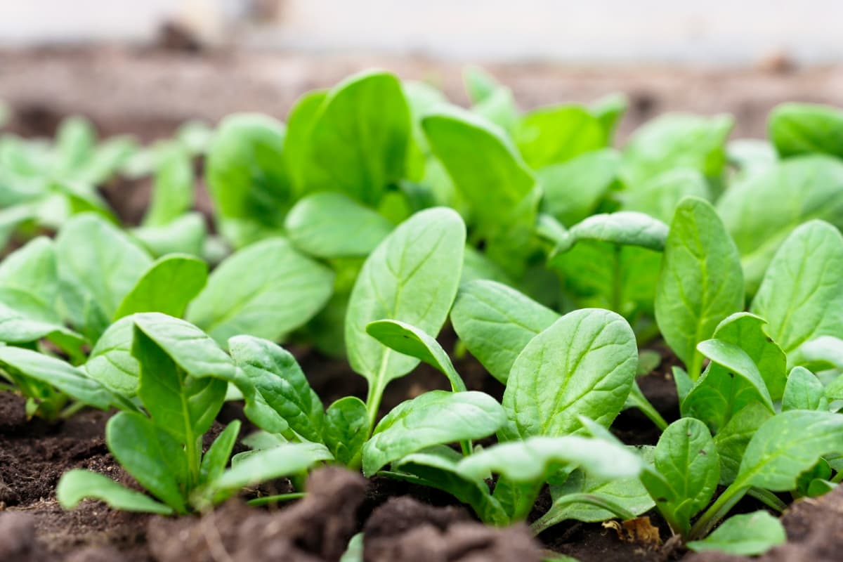 How to Grow New Zealand Spinach in Your Garden
