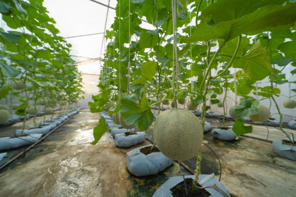 Growing Fresh Melon or Cantaloupe in Greenhouse