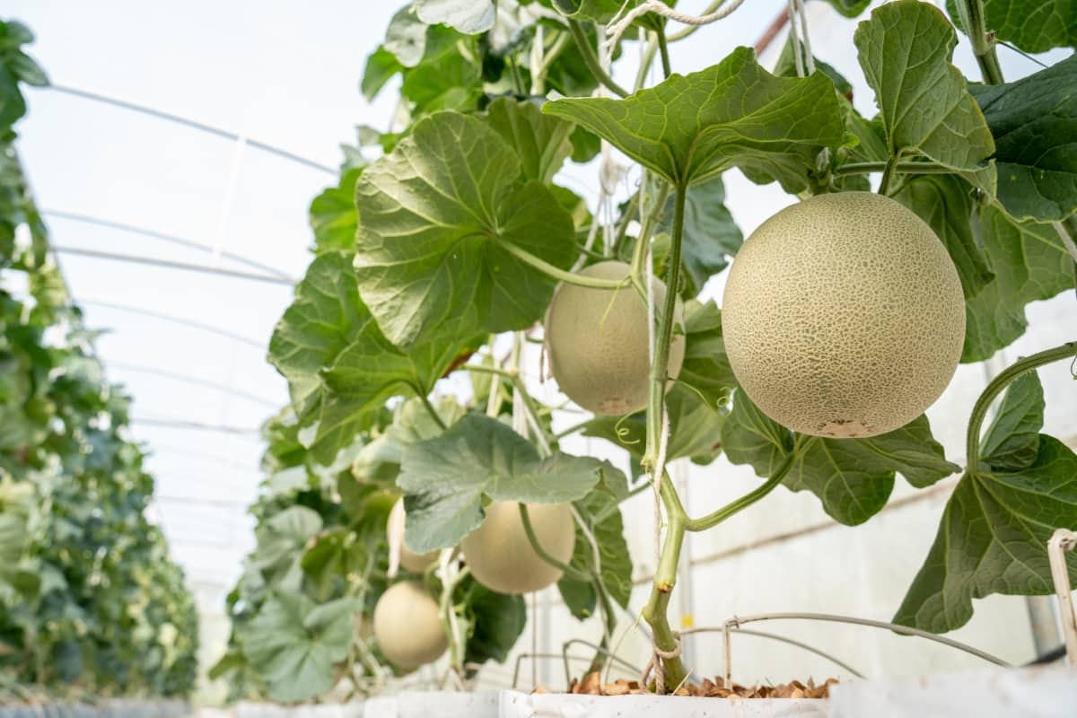 Green Organic Melons Fruit or Cantaloupe