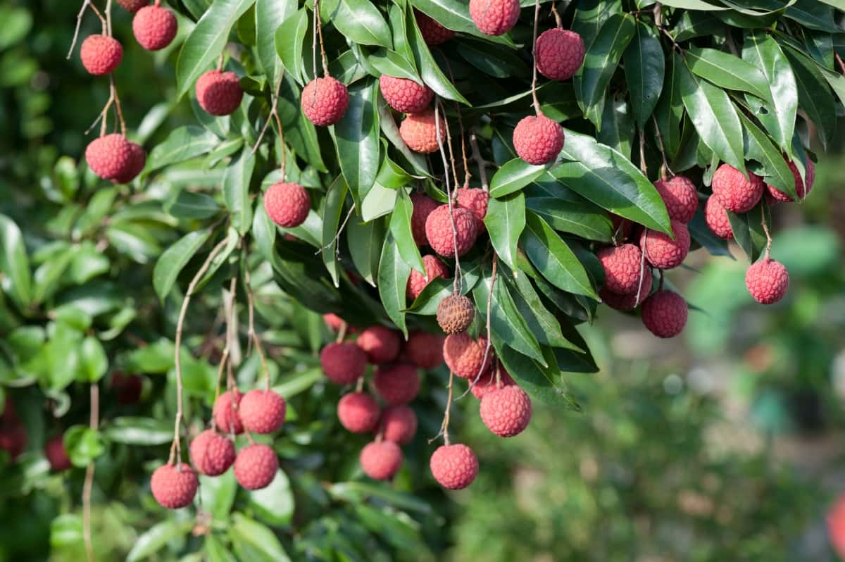How to Increase Litchi Fruit Size
