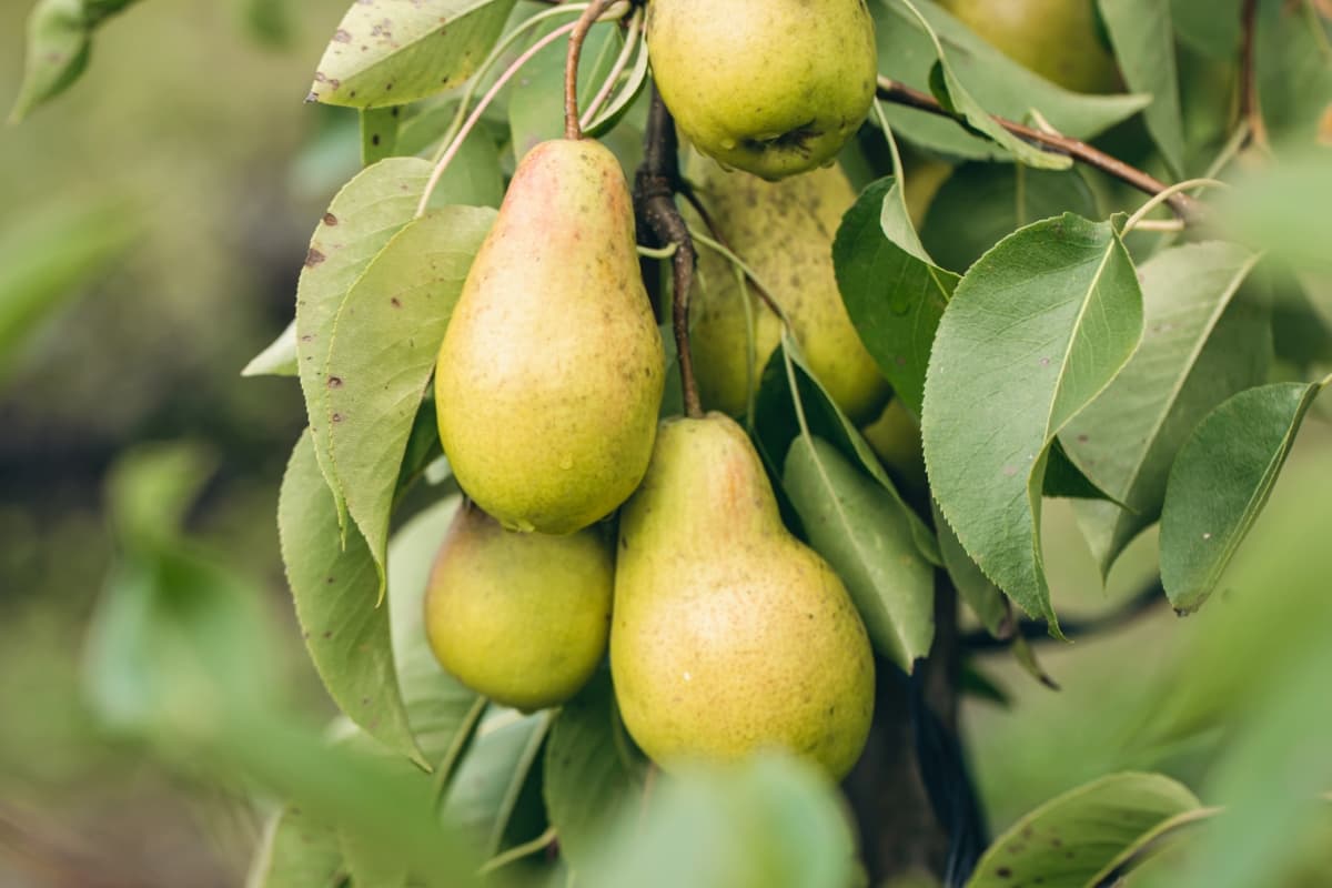 How to Increase Pear Fruit Size