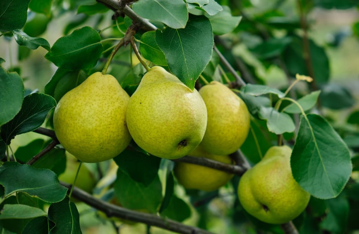 Ripe Organic Pears