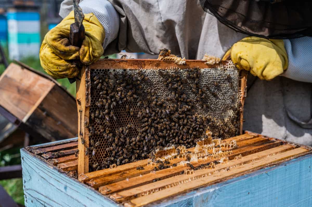 Inserting Honey Frame Into the Hive 