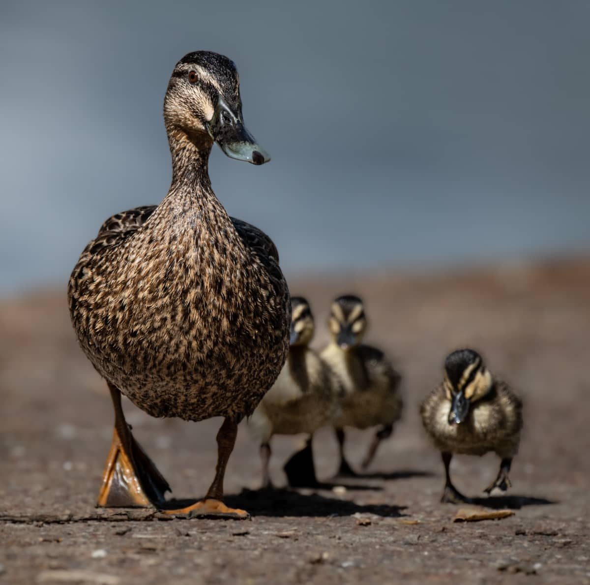 Duck and Ducklings