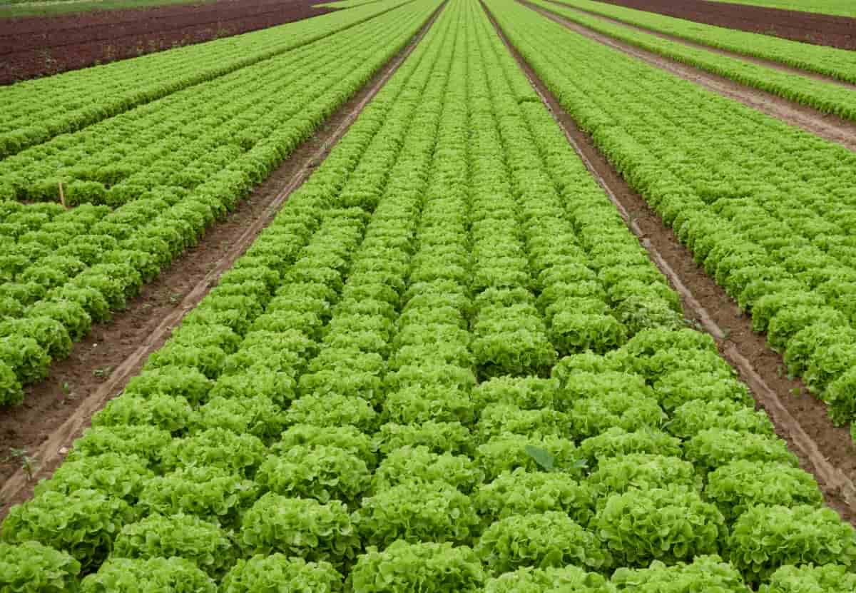 Lettuce Farming in India