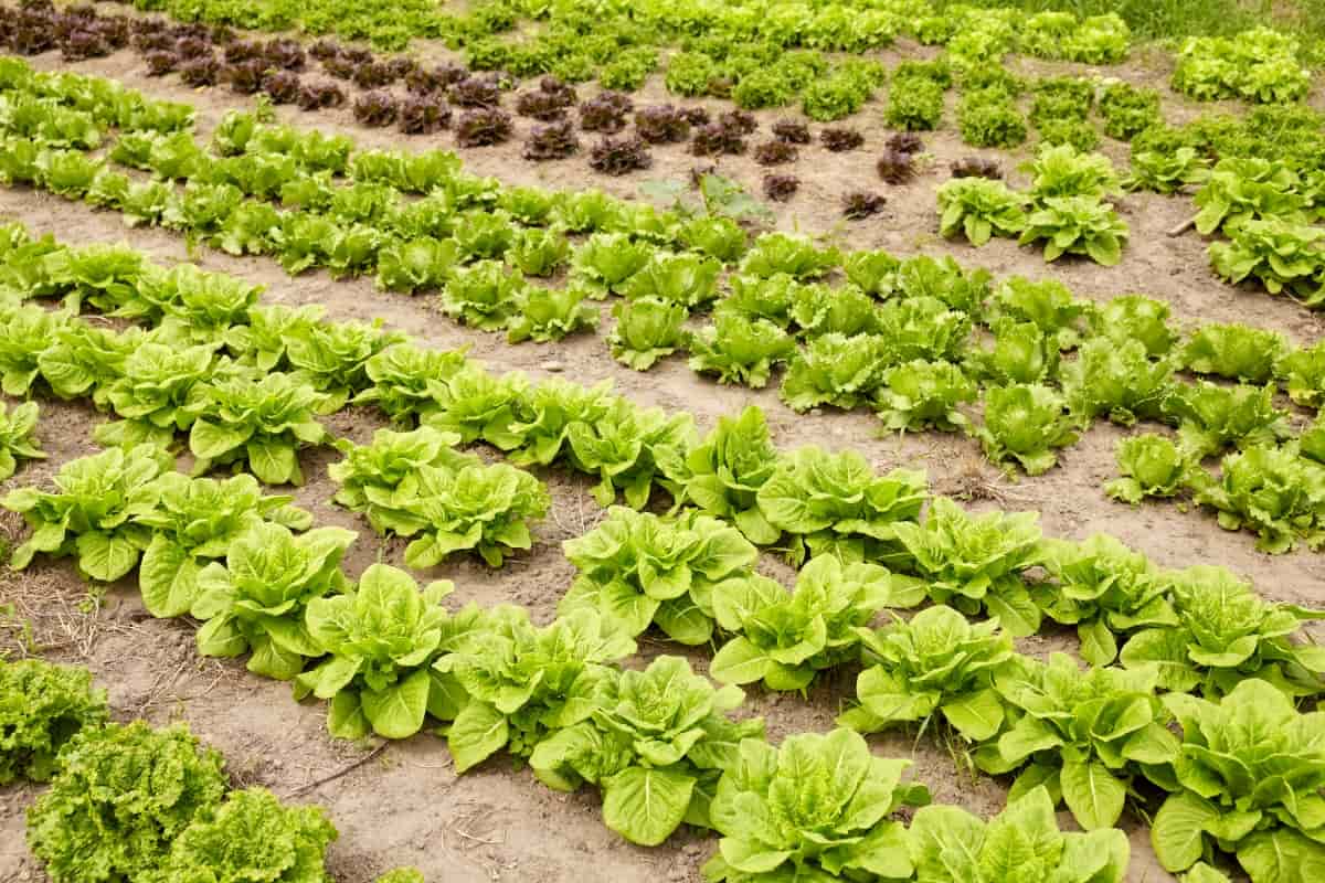Rows of Lettuce on An Organic Farm