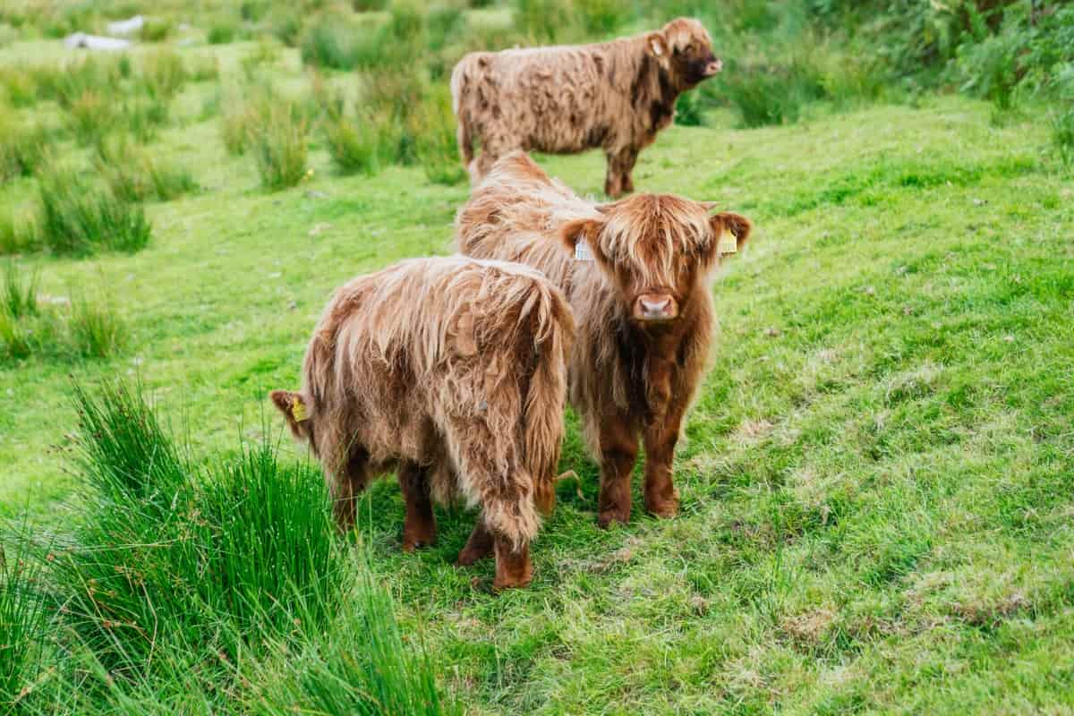 Mini Highland Cattle