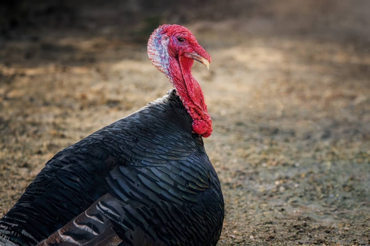 Norfolk Black Turkey Breed
