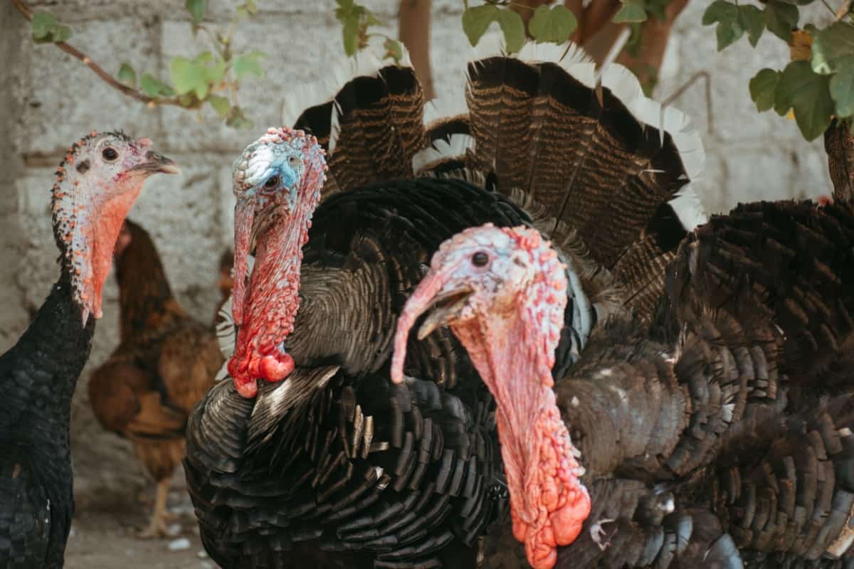 Bronze Turkey Flock