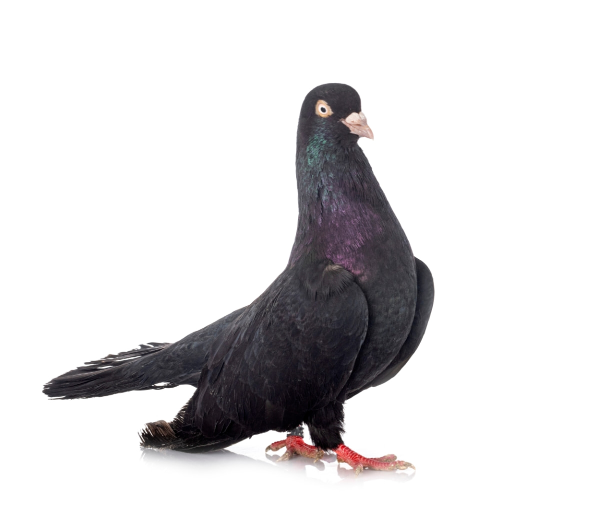 Oriental Roller Pigeon