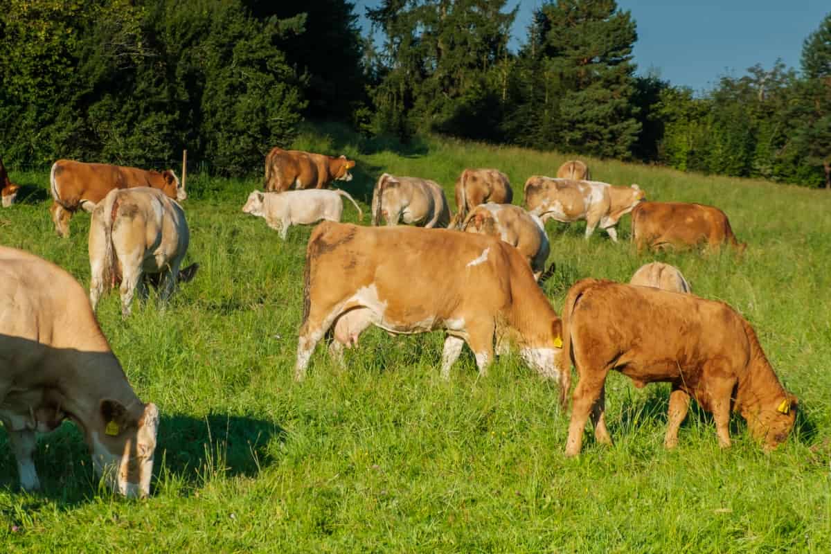 Herd of Cows 
