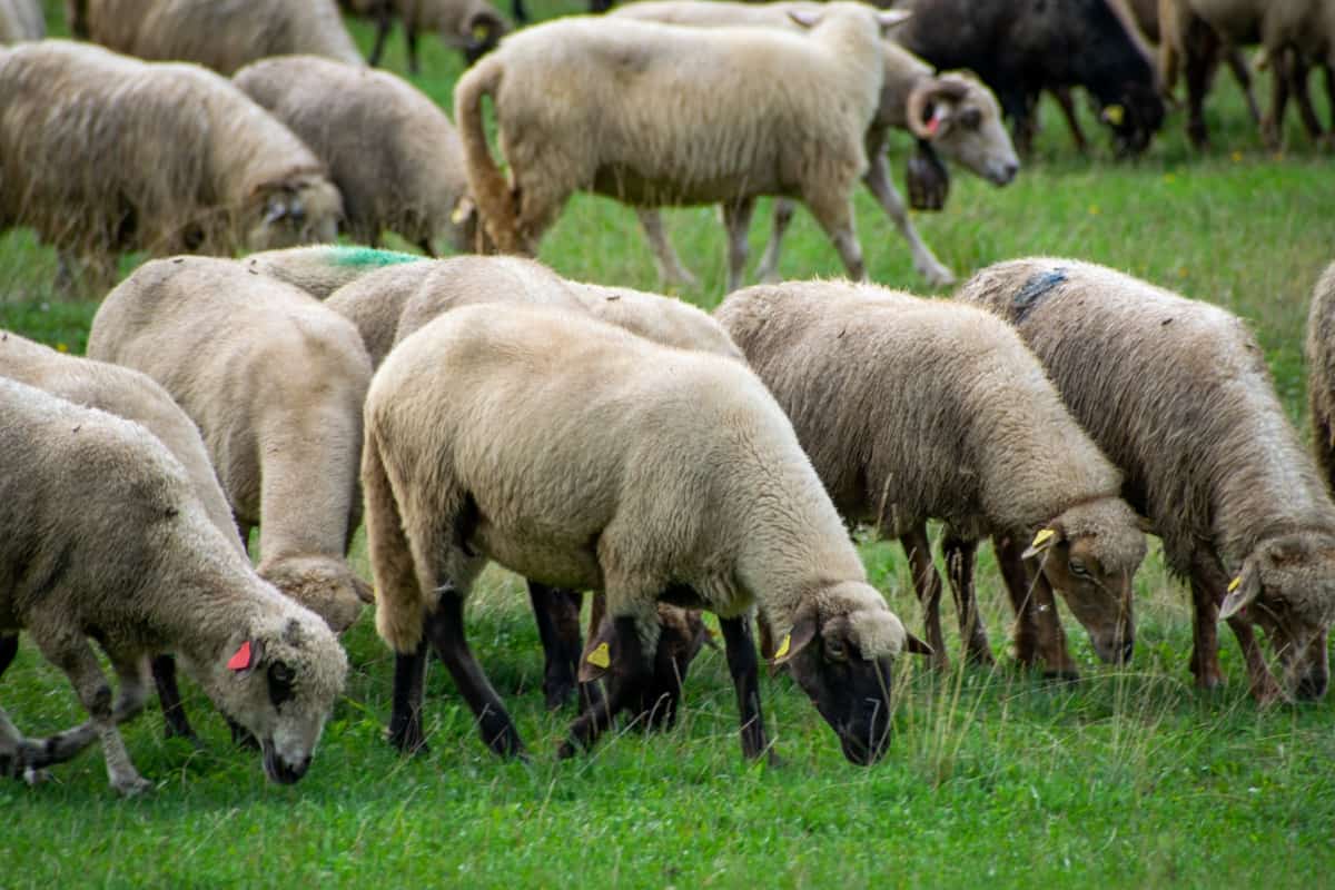 Sheep Grazing 