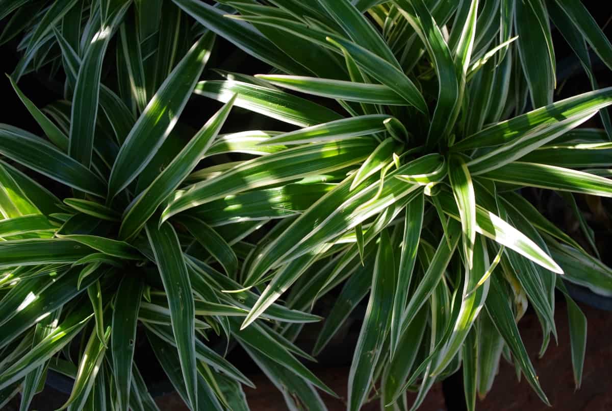 Green Leaves of Spider Plant