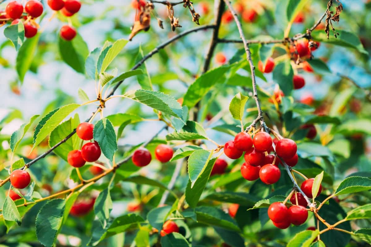 Top 10 Best Fertilizers for Cherry Trees