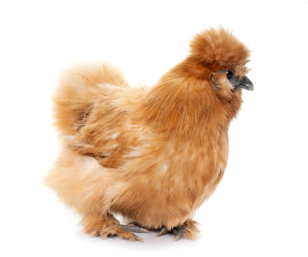 Top 10 Fluffy Chicken Breeds
