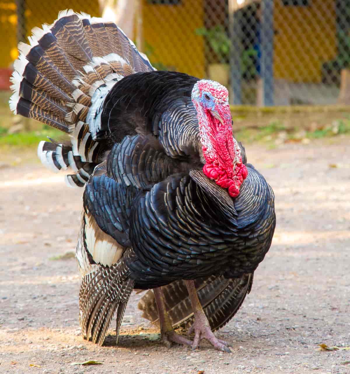 Top 10 Turkey Breeds for Meat