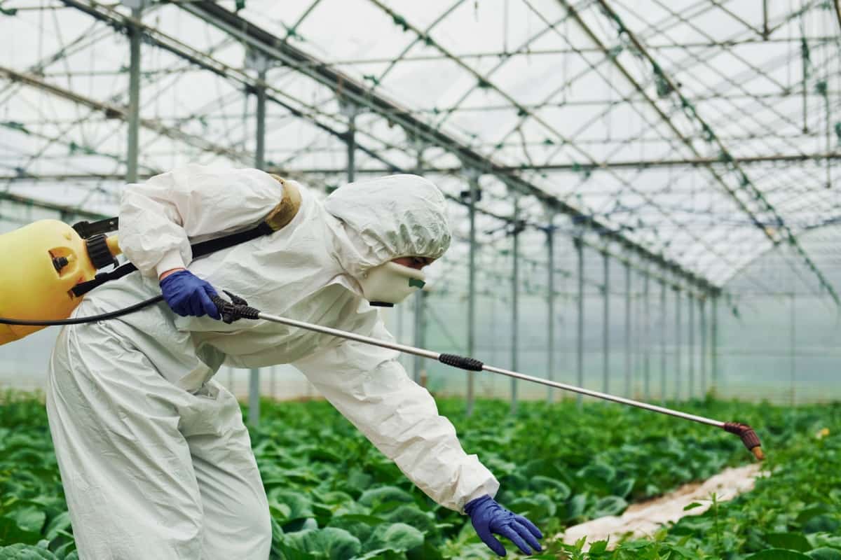Using Sevin Dust for Pest Control in Greenhouse