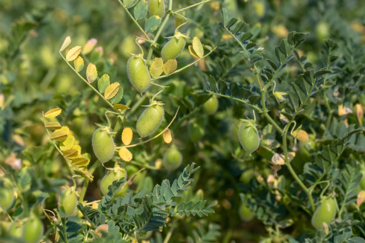 1-acre Chickpea Project Report