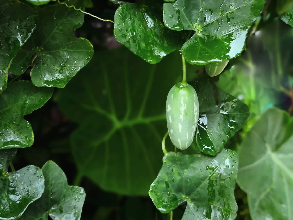 1-Acre Ivy Gourd Farming Project Report